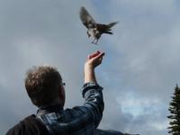 Fütterung der Whiskey Jacks