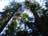 Cathedral Grove