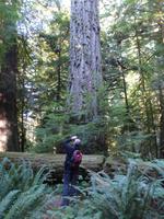 Cathedral Grove
