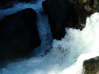 Lachswanderung an den Stamp Falls