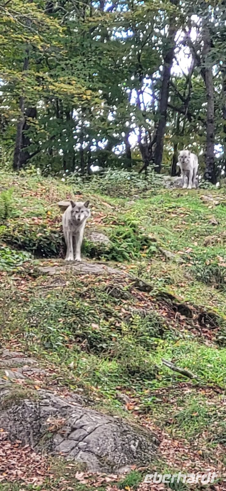 89 Wölfe im Omega PArk