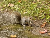 9. Tag – Lac Taureau bis La Malbaie – Eichhörnchen am Sanctuaire Notre-Dame du Cap