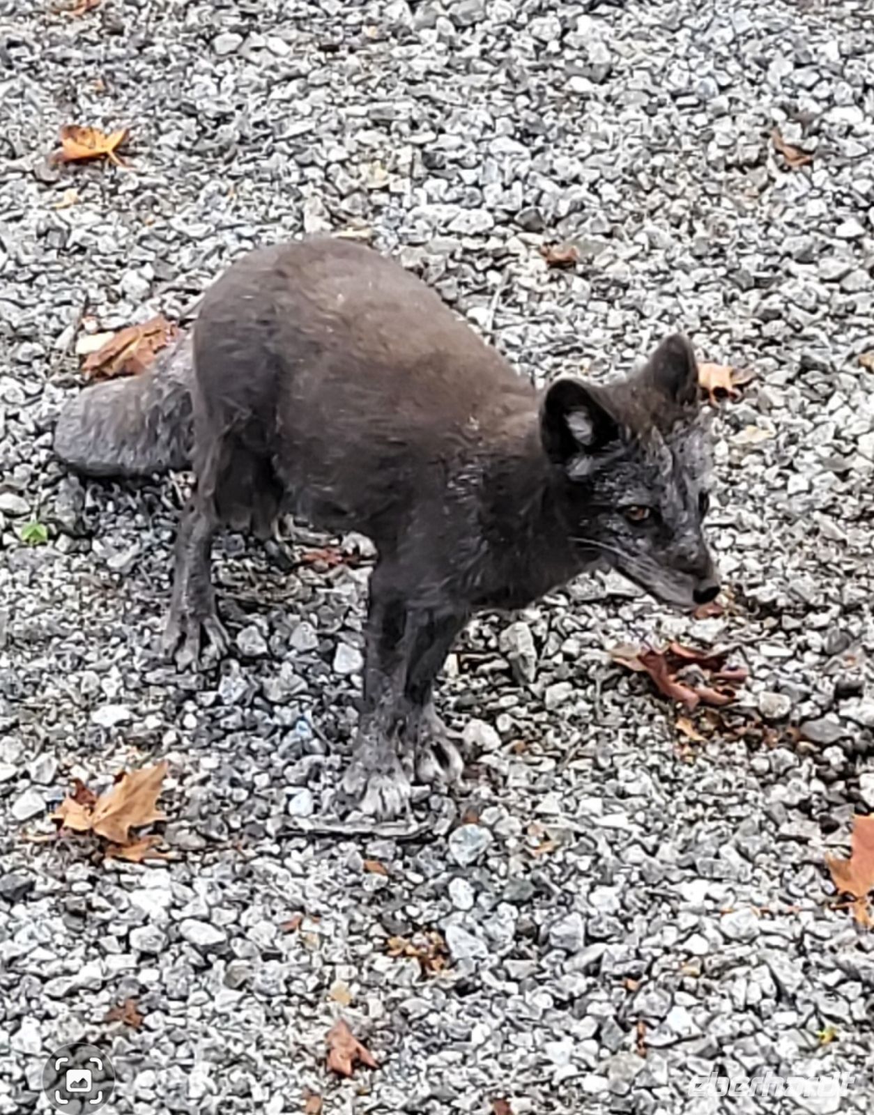 91 Arktischer Fuchs
