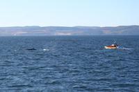 Rücken eines Minkwals