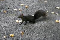 Schwarzes Eichhörnchen