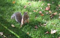 Braunes Eichhörnchen