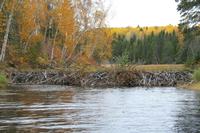 Biberdamm am Lac Taureau