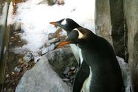 Pinguine im Biodome Montreal