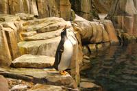 Pinguin im Biodome Montreal