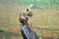 Museum im Algonquin-Besucherzentrum