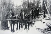 Früher wurde das Holz mit Pferden gezogen