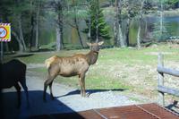 Hirschkuh im Omega-Wildpark