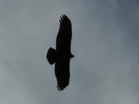 Adler?