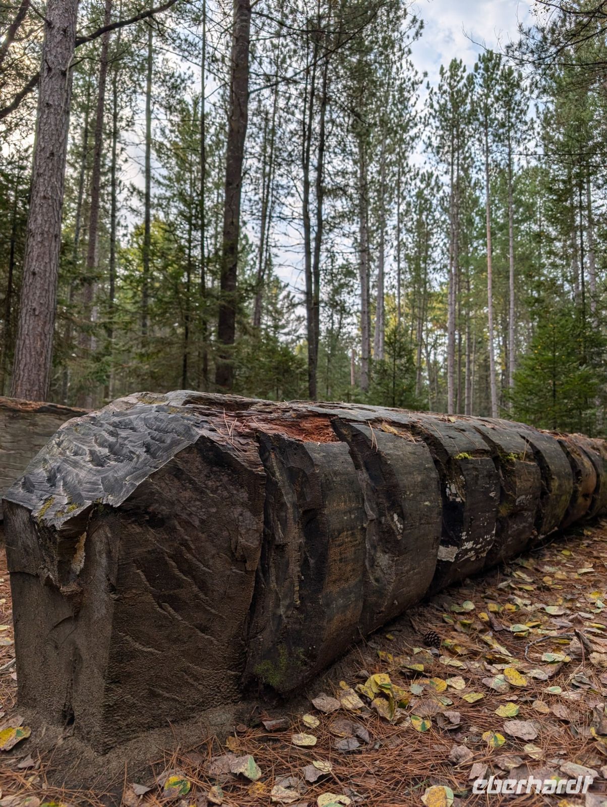 Algonquin Park 