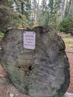 Algonquin Park 