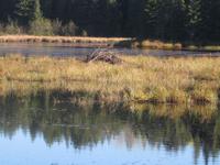 Algonquin Park - Bieberhaus