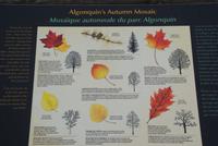 Algonquin Park.