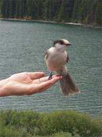 Am Duffy Lake