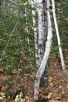 Am Lac Taureau