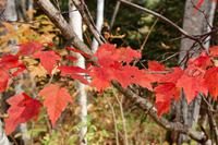 Am Lac Taureau