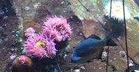 Aquarium im Flughafengebaeude Vancouver