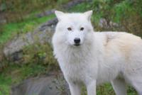 Arktischer Wolf 