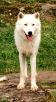 Arktischer Wolf im Omega Park