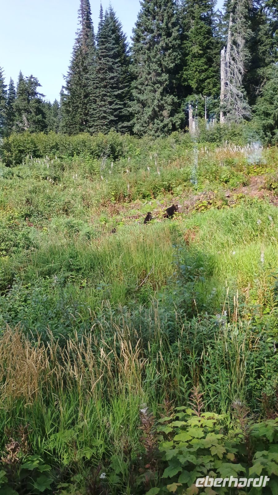 Bärenbeobachtung 