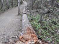 Baum