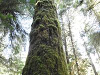 Baum