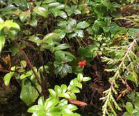 Beeren im Wald