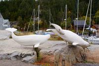 Beluga Wale