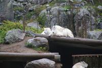 Bergziege (2)