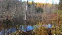 Biberteich