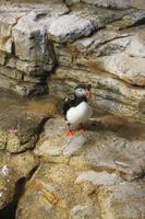 Biodome - Puffin