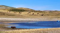 Bison-Weide bei Waterton