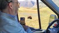 Bison-Weide bei Waterton