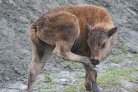Bison