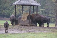 Bisons