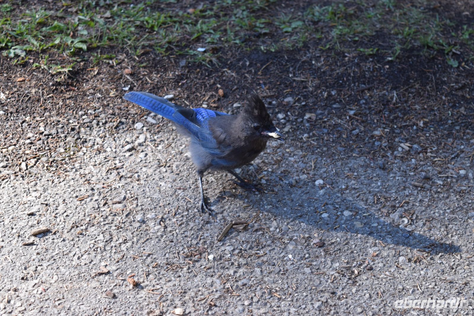Bluejay