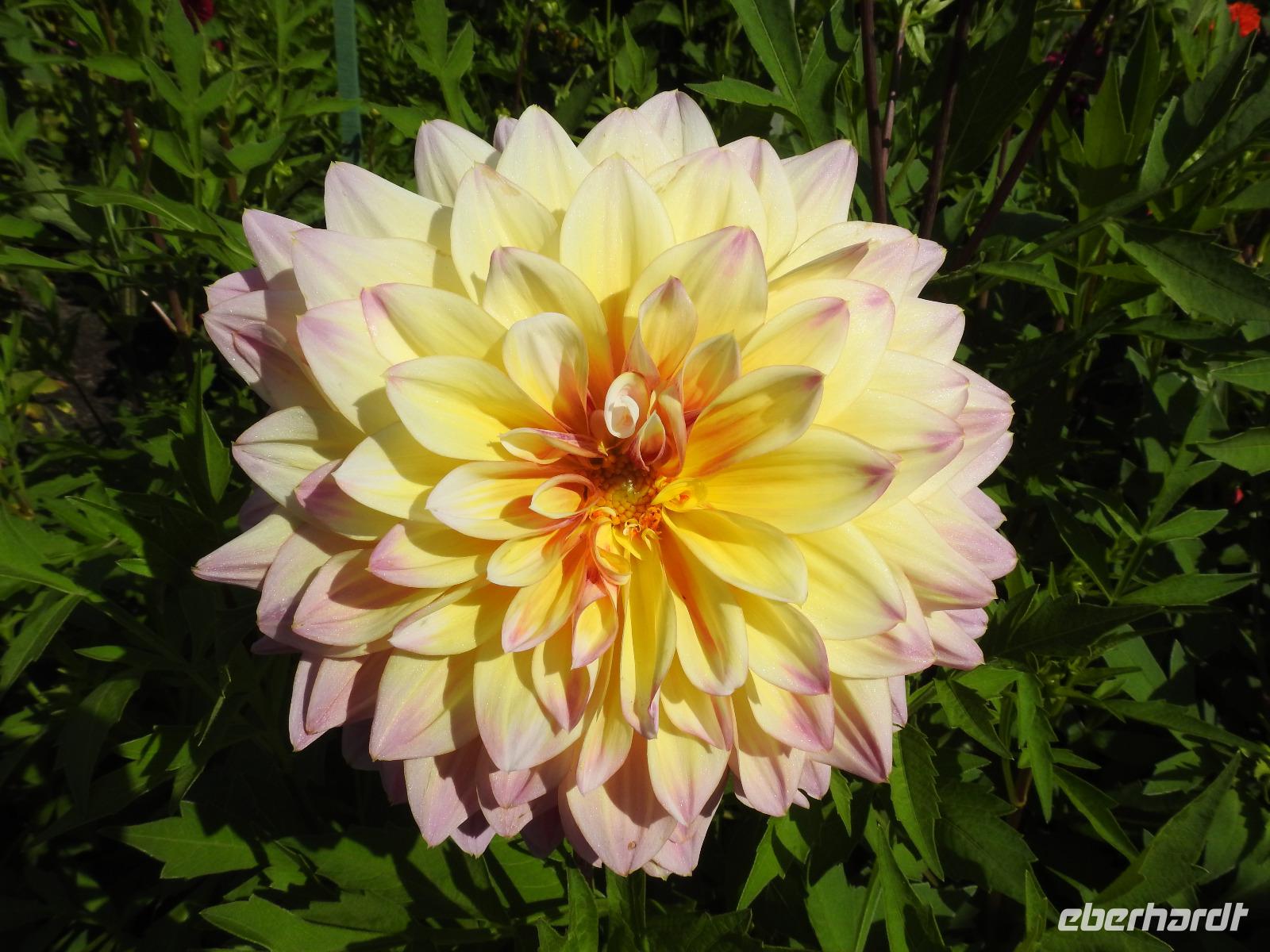Blume