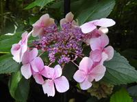 Blume
