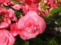Blume