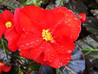 Blume