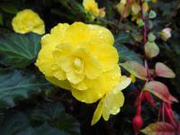 Blume