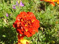 Blume