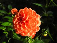 Blume
