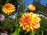 Blume