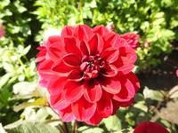 Blume