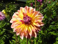 Blume